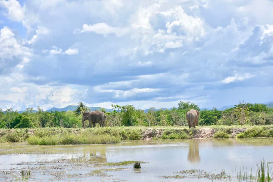 From Bangkok: Wildlife Rescue and Elephant Rescue Tour - From 6:30 AM hotel pickup to the 3-hour drive