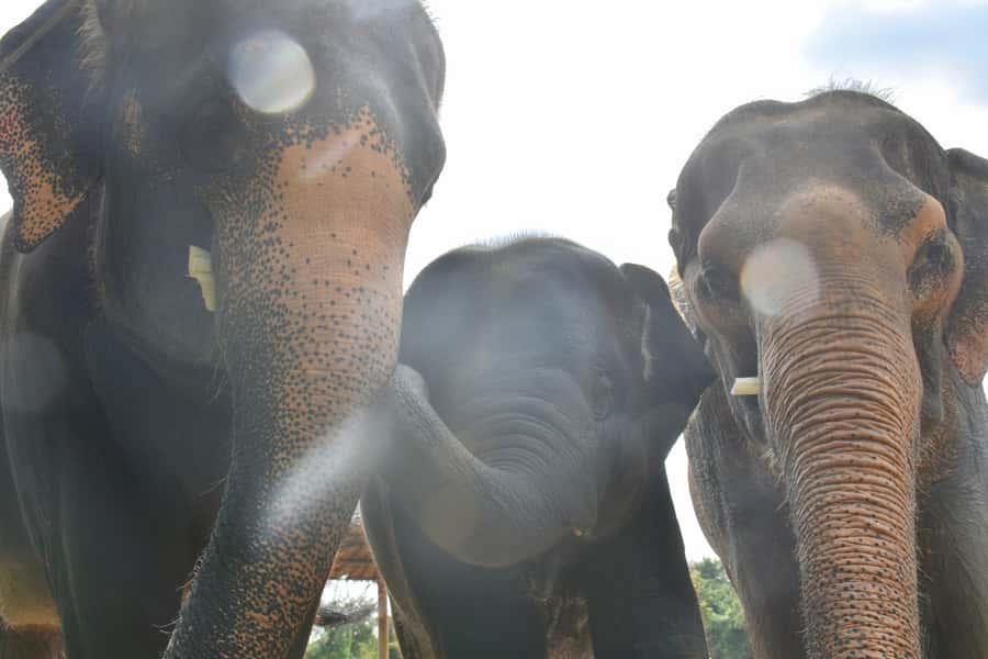 From Bangkok: Wildlife Rescue and Elephant Rescue Tour - Elephant refuge time: individual personalities and daily care