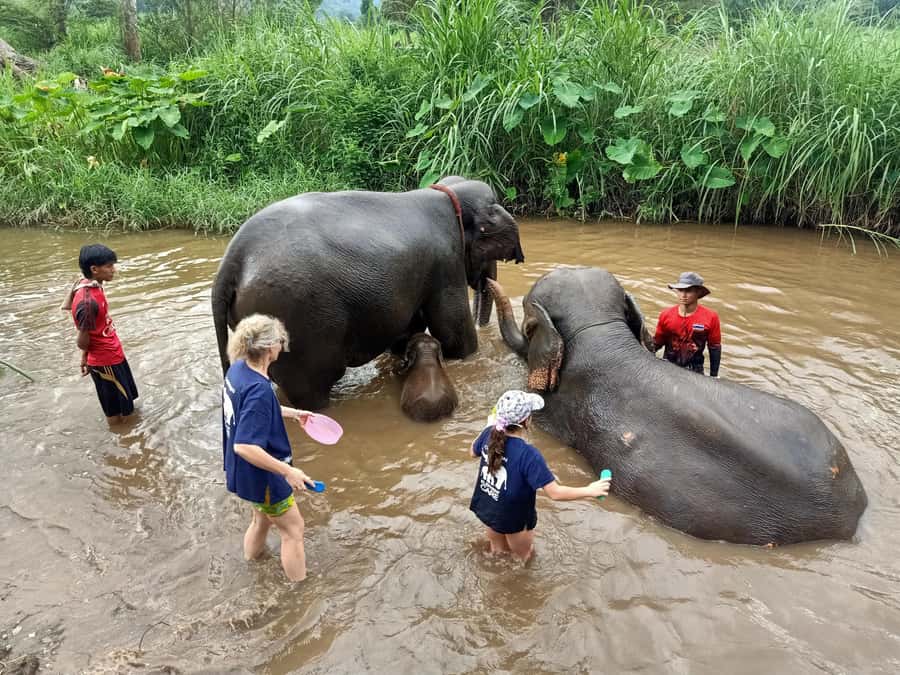 From Chiang Mai: Chiang Mai Elephant Care Morning Program - Key highlights worth getting excited about