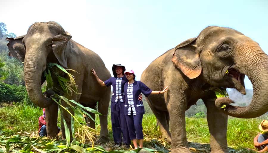 From Chiang Mai: Chiang Mai Elephant Care Morning Program - Feeding time and herbal medicine balls you actually make