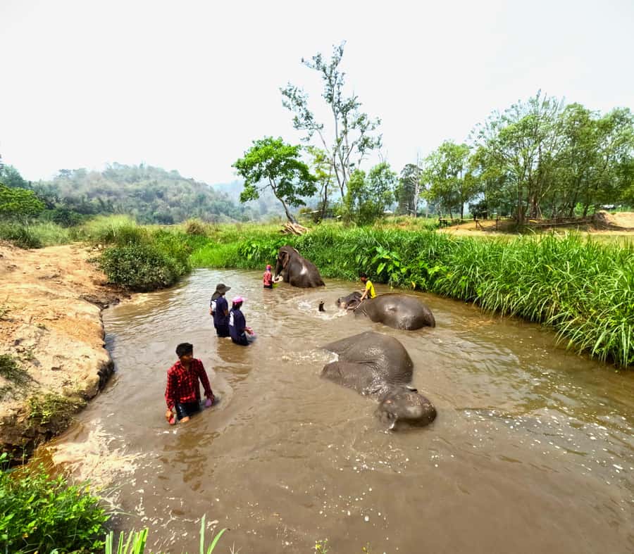 From Chiang Mai: Chiang Mai Elephant Care Morning Program - River bathing and brushing: what you do and what to bring