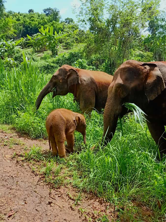 From Chiang Mai: Chiang Mai Elephant Care Morning Program - Safety briefing and the uniforms-on start