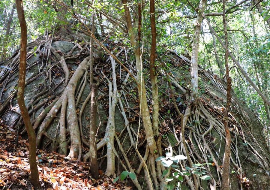 From Chiang Mai: Doi Inthanon National Park Hiking Tour - Why Doi Inthanon feels like a whole different world