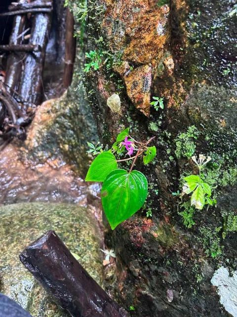 From Chiang Mai: Doi Saket Hiking Tour with Lunch - Who this tour fits best, and who should skip it