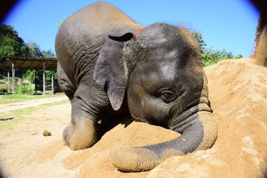 From Chiang Mai: Elephant Care Program and Nursery Tour - Mud pool and bath time: the wet part you should plan for