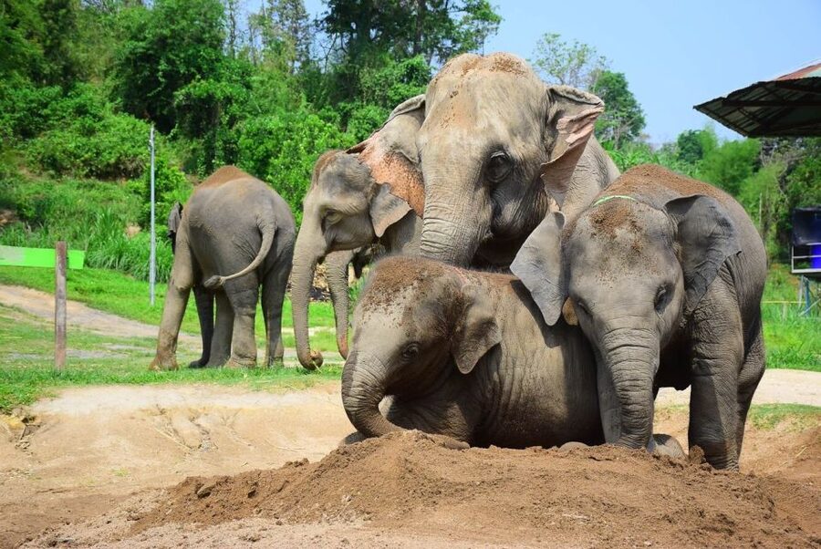 From Chiang Mai: Elephant Care Program and Nursery Tour - Price and value: does $53 buy you enough?