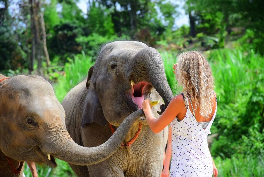 From Chiang Mai: Elephant Care Program and Nursery Tour - Should you book this tour in Chiang Mai?