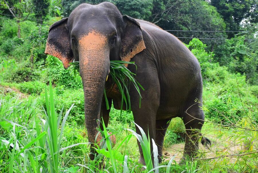 From Chiang Mai: Elephant Care Program and Nursery Tour - Feeding that actually involves you: treats, medicine balls, and care basics