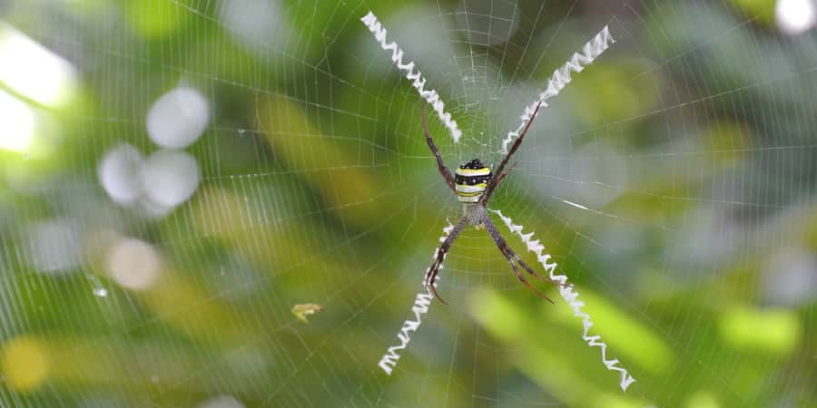 From Chiang Mai: High Mountain Day Trek - Lunch in the jungle or at the village, plus coffee or tea