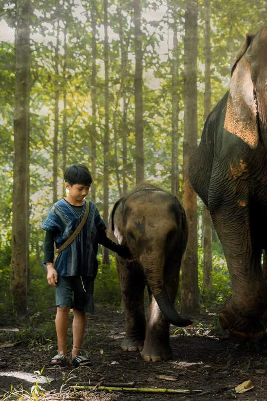 From Chiang Mai: Kerchor Eco Elephant Park Tour - Lunch in the Park: Thai Comfort After Elephant Time