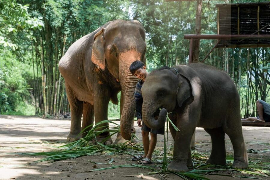 From Chiang Mai: Kerchor Eco Elephant Park Tour - Guides, Vet Questions, and the Little Things That Make It Go Right