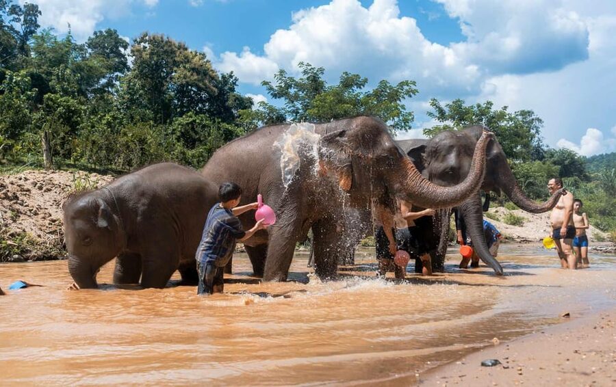 From Chiang Mai: Kerchor Eco Elephant Park Tour - Price and Value: Is $48 a Fair Deal?