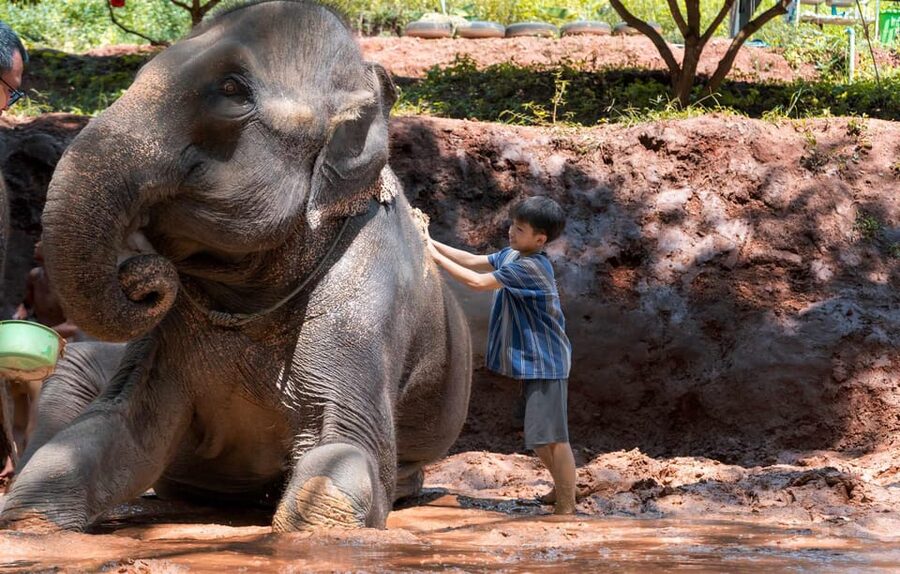From Chiang Mai: Kerchor Eco Elephant Park Tour - Who This Tour Suits Best (and Who Might Skip It)