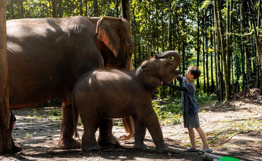 From Chiang Mai: Kerchor Eco Elephant Park Tour - Safety and Respect: The Non-Negotiables