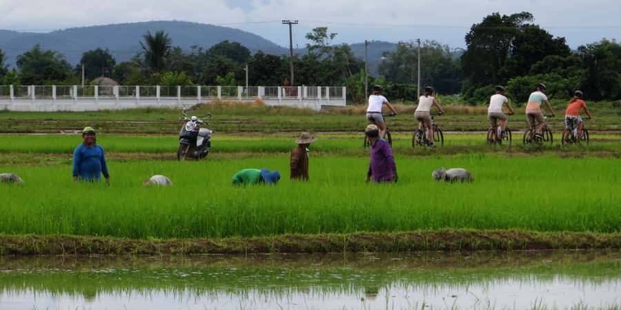 From Chiang Mai: Mae Taeng Valley Hike & Bike Day Trip - The village hike: 5 km, orchards, and daily field life