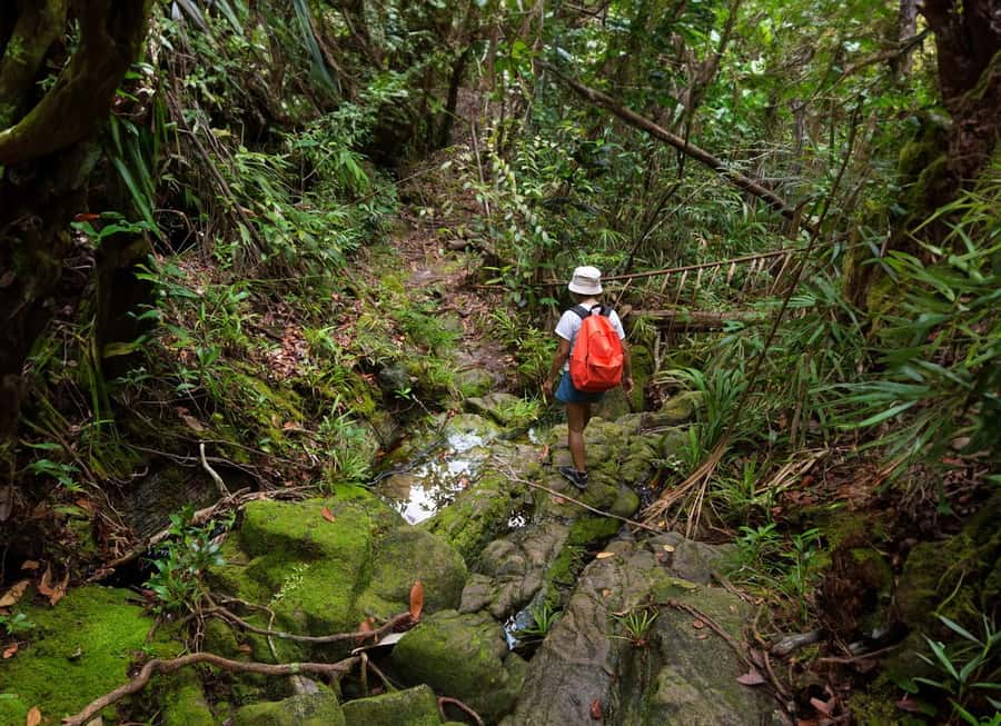 From Khao Lak: Khao Sok Jungle Hike & River Tour - Wildlife spotting with guides like Ron, Mong, and Gay
