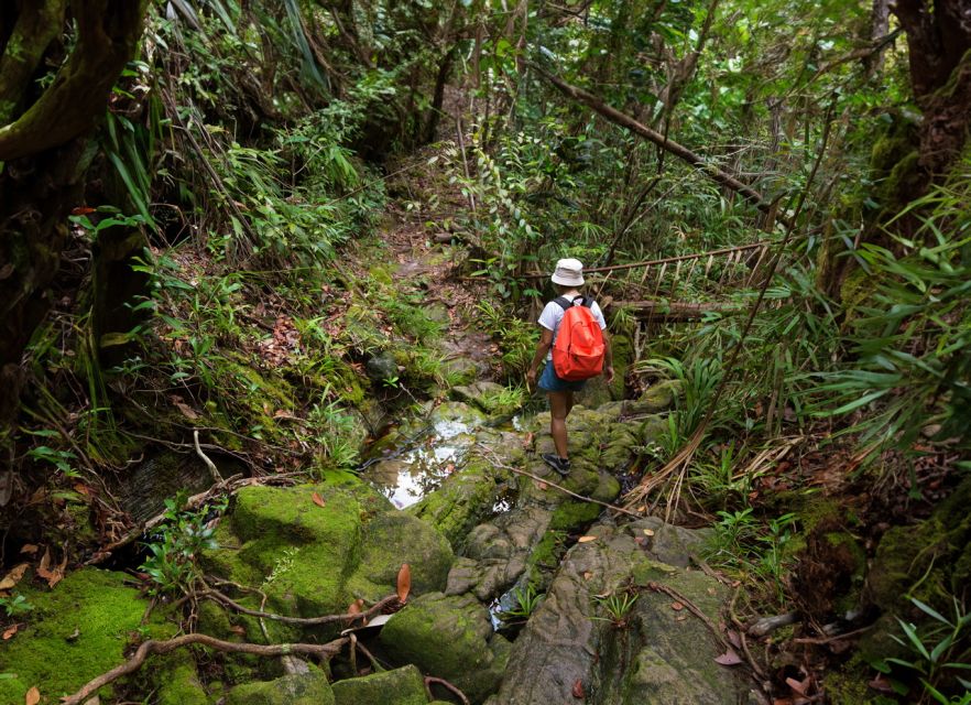 From Khao Lak: Khao Sok Jungle Hike & River Tour - The freshwater stream stop: a cooling break that keeps the day fun