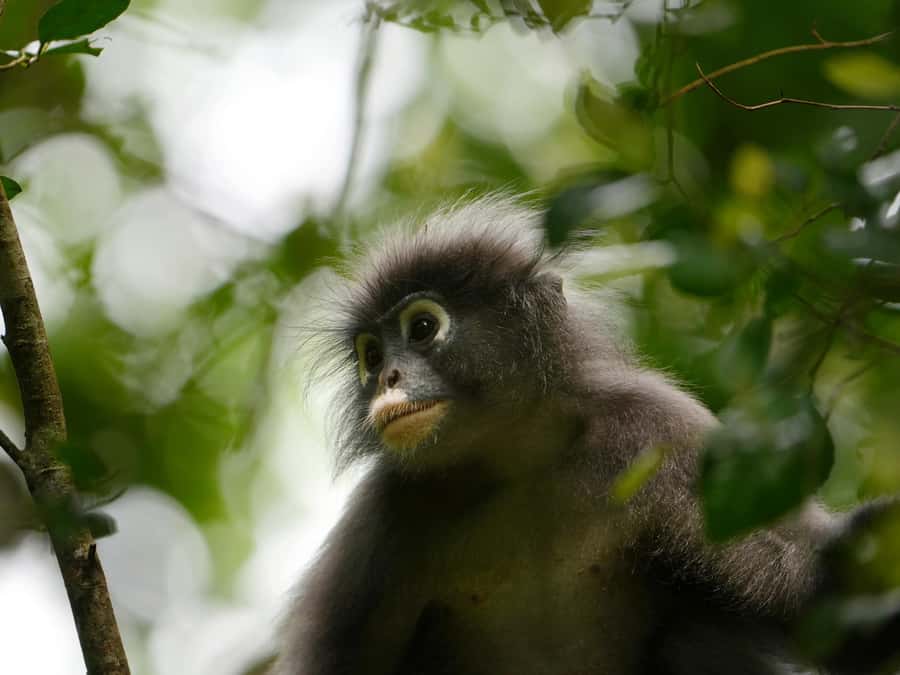 From Khao Lak: Khao Sok Jungle Hike & River Tour - The 5 km rainforest hike: easy on paper, real in practice