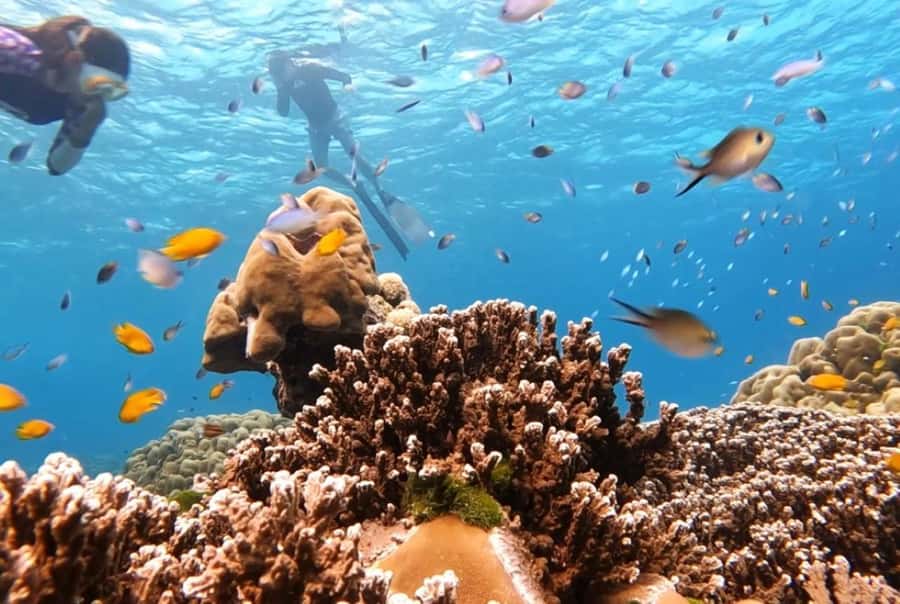 From Khao Lak & Phuket: Similan Islands Snorkeling Day Trip - Island 4 beaches plus the boxed Thai picnic lunch