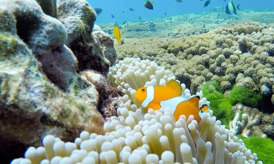 From Khao Lak & Phuket: Similan Islands Snorkeling Day Trip - Crowds, comfort, and the practical downside you should plan for