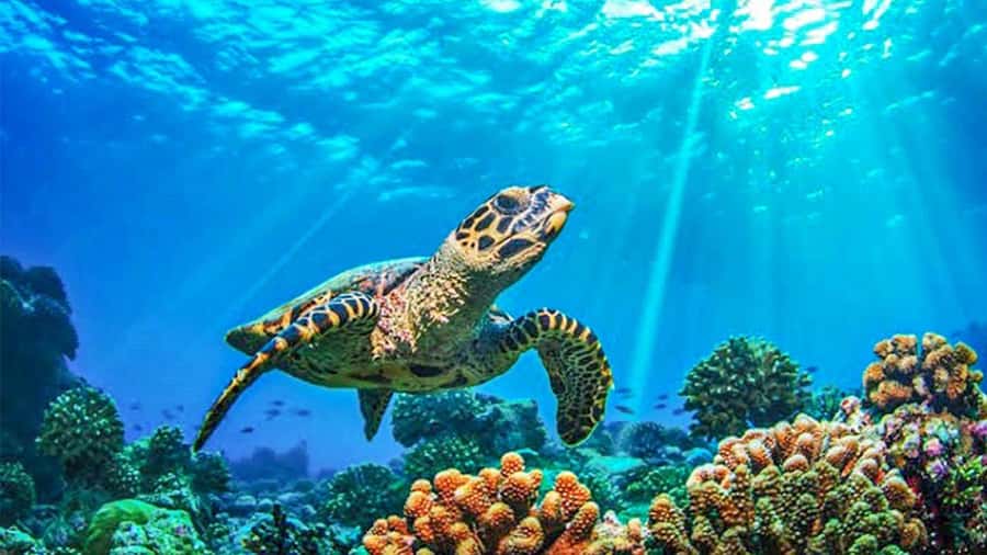 From Khao Lak & Phuket: Trip to Similan Islands by Speedboat - Speedboat Day Trip to Similan: The Ride, the Pace, and the Value