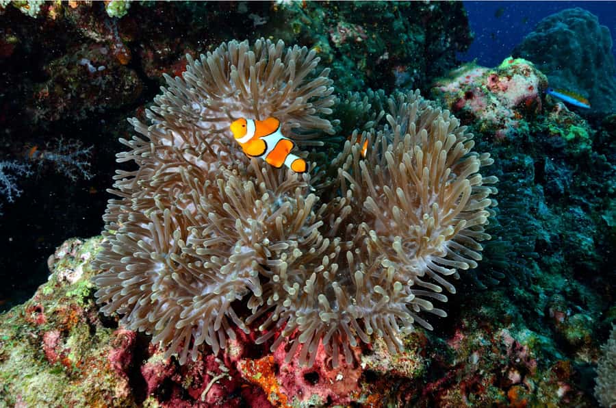 From Khao Lak: Similan Islands Day Trip with Snorkeling - Koh 4 (Koh Miang) and Princess Beach: Lunch Plus Wildlife Walk Time