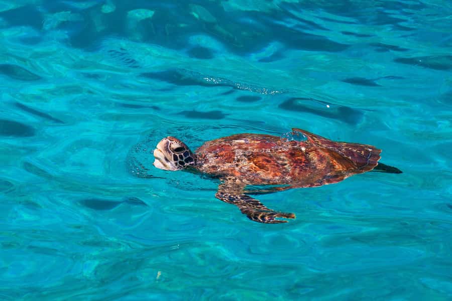 From Khao Lak: Similan Islands Snorkeling Trip with Lunch - Key Things I’d Plan Around