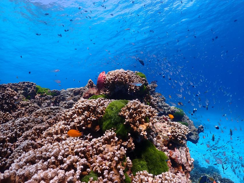 From Khao Lak: Similan Islands Snorkeling Trip with Lunch - Koh Similan (Island No. 8): Sailing Rock and Donald Duck Bay