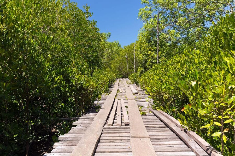 From Ko Lanta: Mangrove Eco-Excursion by Longtail Boat - Lunch by the mangroves: simple food, good pause