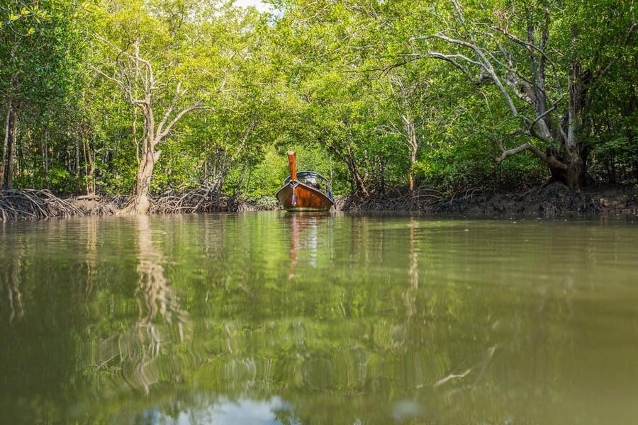 From Ko Lanta: Mangrove Eco-Excursion by Longtail Boat - Swimming restrictions and safety: protecting the ecosystem, not just preventing accidents