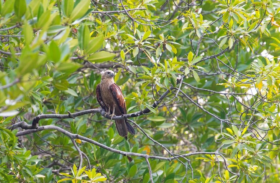 From Ko Lanta: Mangrove Eco-Excursion by Longtail Boat - Who should book this tour (and who should skip)