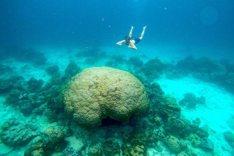 From Koh Lanta: Koh Haa & Koh Rok Snorkel Tour by Speedboat - Guide vibe and crew support: why it can change your snorkeling results