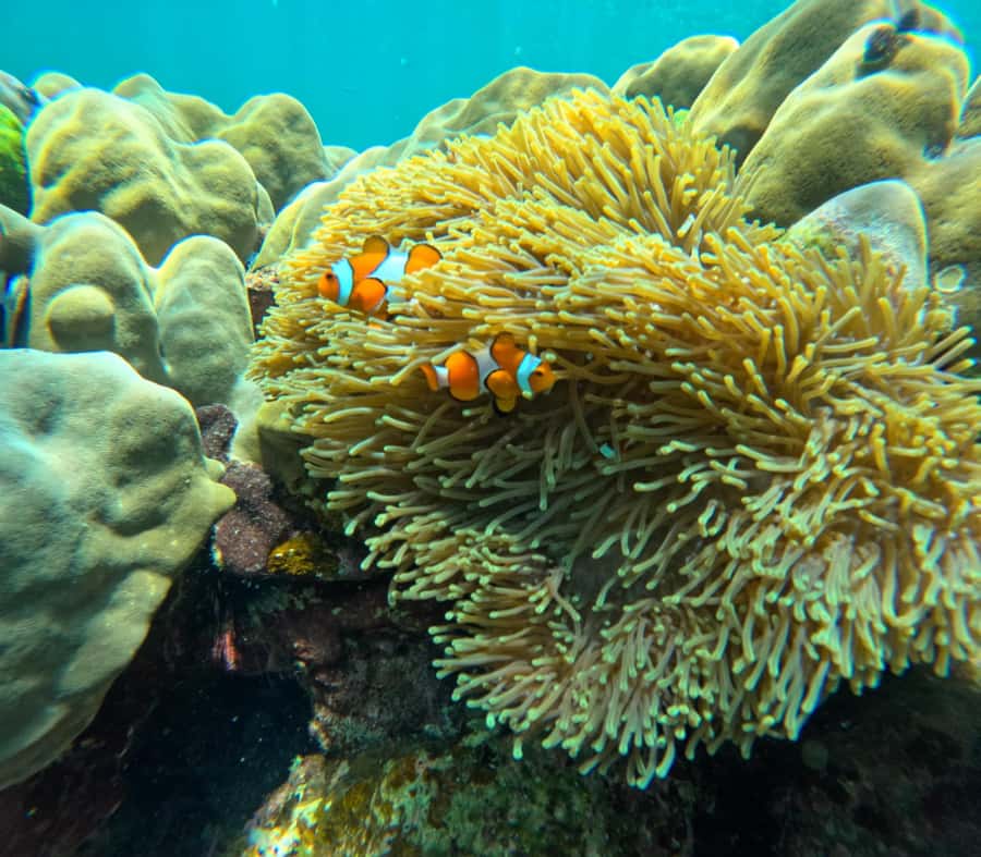 From Koh Lanta: Koh Rok and Koh Ha Day Tour-Queen of Andaman - Koh Rok and Koh Ha: The reef day that actually stays on schedule