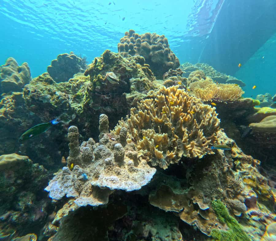 From Koh Lanta: Koh Rok and Koh Ha Day Tour-Queen of Andaman - Stop 1: Koh Ha snorkeling, shallow coral and the clownfish angle