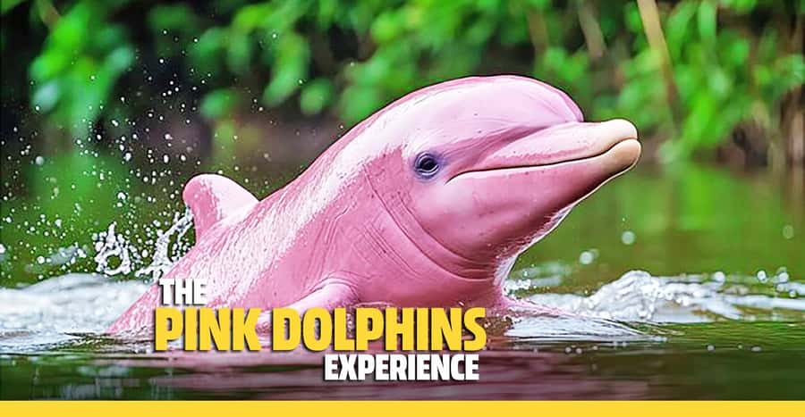 From Koh Samui: Pink Dolphin Boat Tour to Khanom with Lunch - From Koh Samui to Thong Krut: your morning rhythm