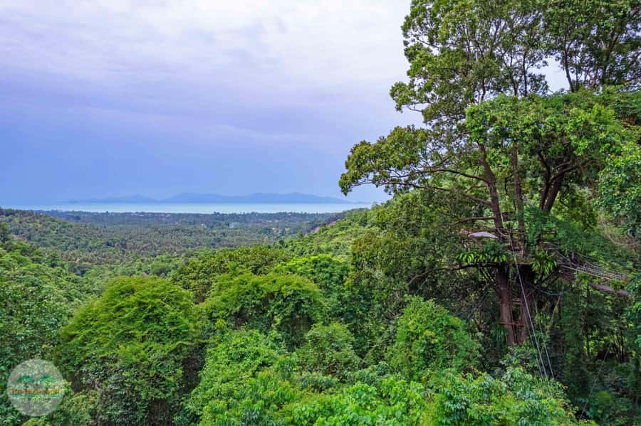 From Koh Samui: Tree Bridge Zipline and Café Experience - Key things I found most exciting about Tree Bridge Zipline and Café