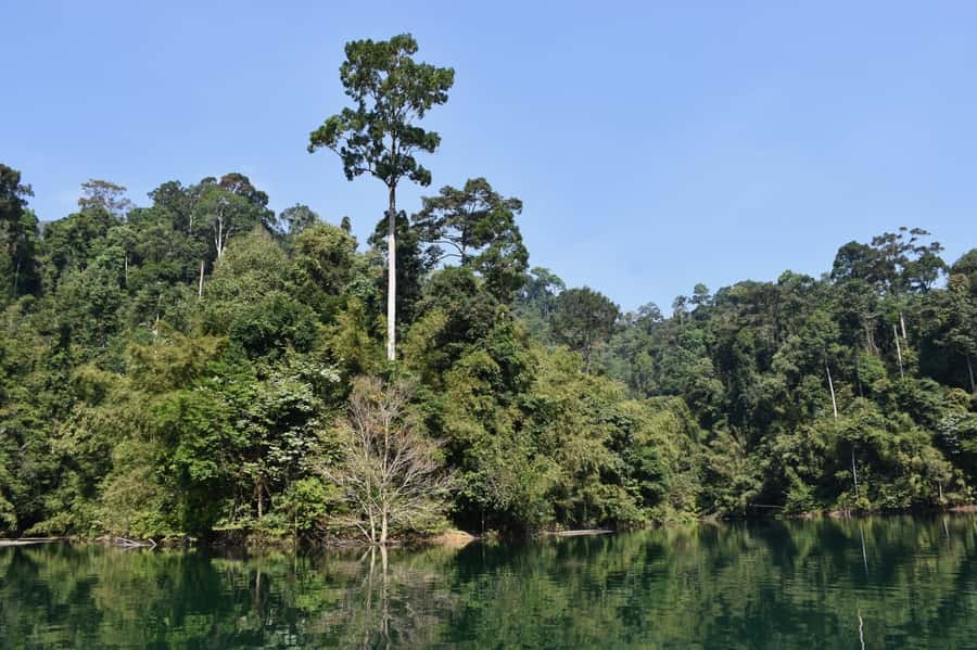 From Krabi: Cheow Lan Lake Cruise and Khao Sok Jungle Hike - Coral Cave and the Khao Sok jungle hike: short, physical, and not too scary