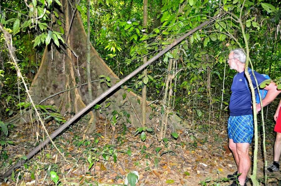 From Krabi: Cheow Lan Lake Cruise and Khao Sok Jungle Hike - Should you book it?