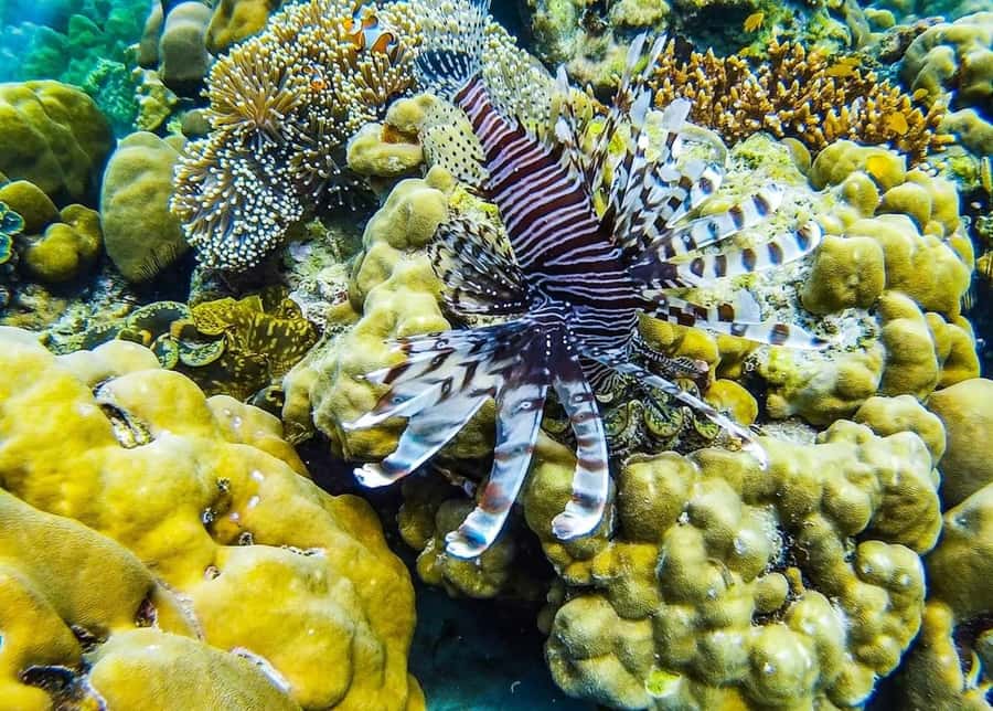 From Krabi: Phi Phi Islands Small Group Tour - Why this Phi Phi small-group tour feels smoother than big-boat days