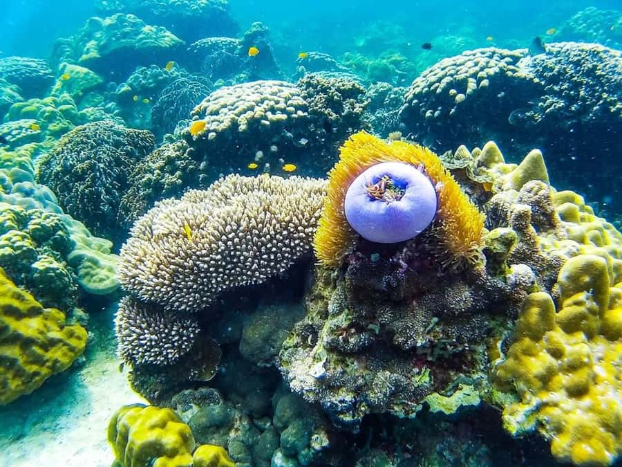 From Krabi: Phi Phi Islands Small Group Tour - Getting to the boat: pickup options, tuk tuk, and the first time buffer