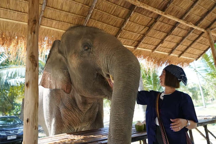 From Pattaya: Living Green Elephant Sanctuary Day Trip - Key things that make this elephant day trip worth it