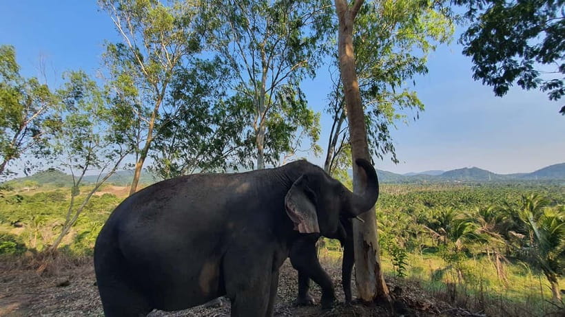From Pattaya: Living Green Elephant Sanctuary Day Trip - Elephants without riding: what ethical really looks like here