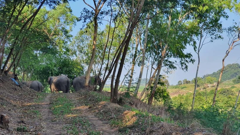 From Pattaya: Living Green Elephant Sanctuary Day Trip - The Mo Hom start: what happens before you meet elephants