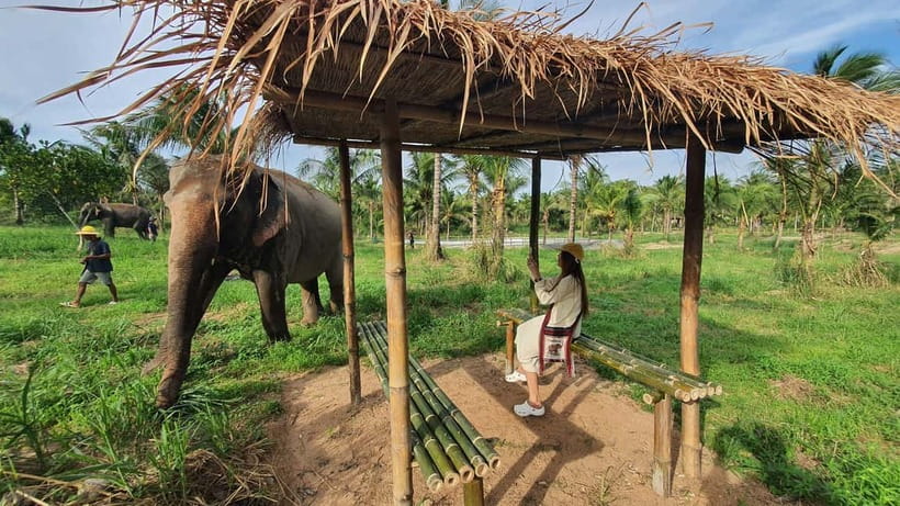 From Pattaya: Living Green Elephant Sanctuary Day Trip - Getting from Pattaya to the Chonburi sanctuary without a headache