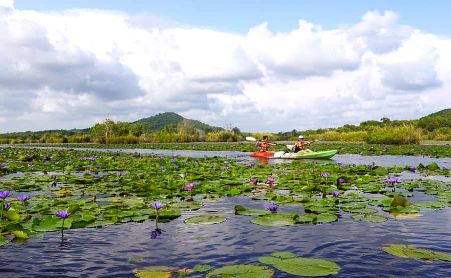 From Pattaya: Rayong Adventure Hike and Kayak Day Trip - Thung Prong Tong mangroves, golden light and walking calm