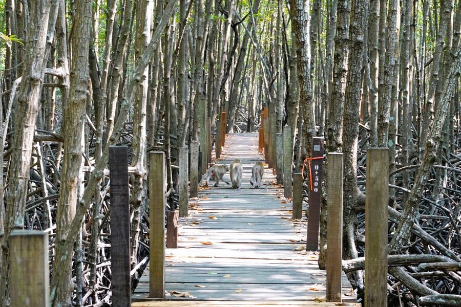 From Pattaya: Rayong Adventure Hike and Kayak Day Trip - Kayaking in the Samet forest zone, where you get wet in a good way