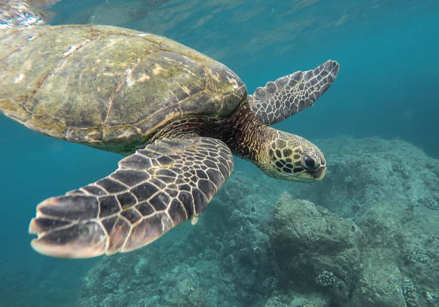From Pattaya: Snorkeling or Beginner Scuba Diving Tour - Choosing the snorkeling or first-time scuba package in Chonburi Province