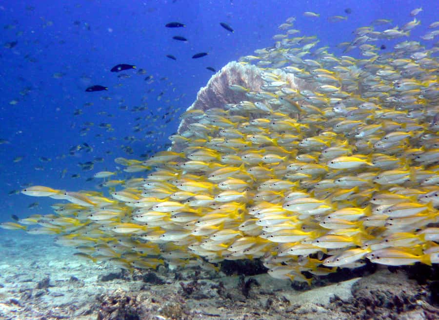 From Phi Phi: Beginner Scuba Diving Day Trip with 2 Dives - What you might see at 12 meters: turtles, sharks, and big schools
