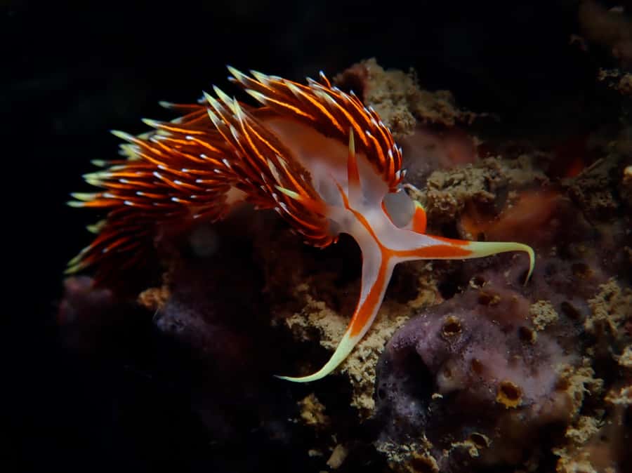 From Phi Phi: Beginner Scuba Diving Day Trip with 2 Dives - Boat comfort, lunch, and the “between the sessions” win