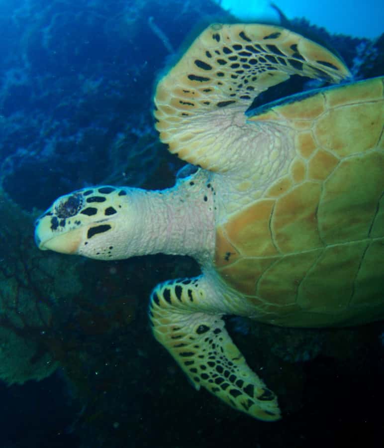 From Phi Phi: Beginner Scuba Diving Day Trip with 2 Dives - Safety, equipment, and eco-conscious rules that set expectations